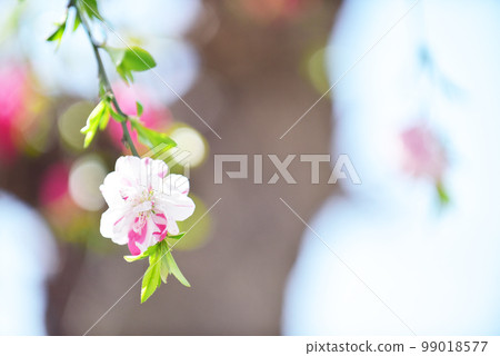 Genpei Peach 源平 泣桃 老鏡頭 99018577