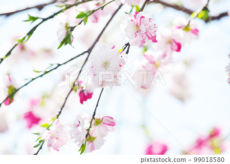 Genpei Peach 源平 泣桃 老鏡頭 99018580