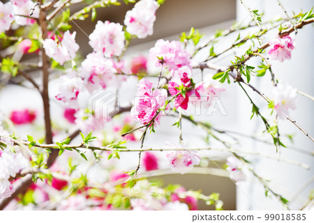 Genpei Peach Genpei Weeping Peach Old Lens Genpei Peach Genpei Weeping Peach Old Lens 99018585