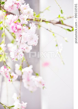 Genpei Peach Genpei Weeping Peach Old Lens 99018591