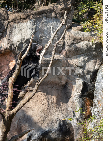 Asiatic black bear relaxing on a tree 99018592