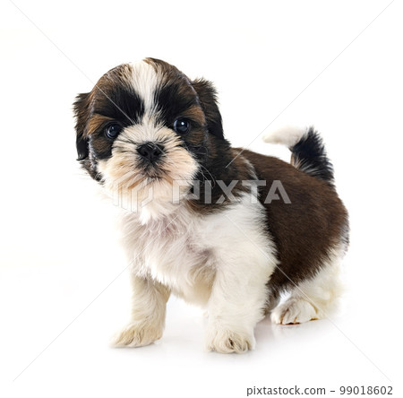 puppy Shih Tzu in studio puppy Shih Tzu in studio 99018602