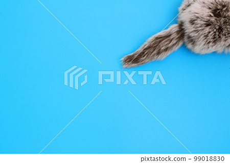 Fluffy tail. Fur tail of the animal close-up on a blue background. Natural fur. 99018830
