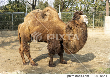 宮城縣仙台市雙峰駝動物園景觀 宮城縣仙台市雙峰駝動物園景觀 99018841