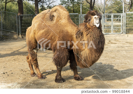 宮城縣仙台市雙峰駝動物園景觀 宮城縣仙台市雙峰駝動物園景觀 99018844