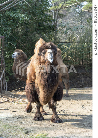 Landscape of the zoo Bactrian camels Sendai City, Miyagi Prefecture 99018847