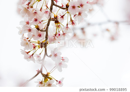 Spring image Cherry blossoms 99018895