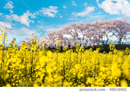 Spring image Cherry blossoms and field of rape blossoms 99018902