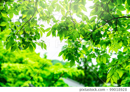 Image of nature Fresh green 99018928