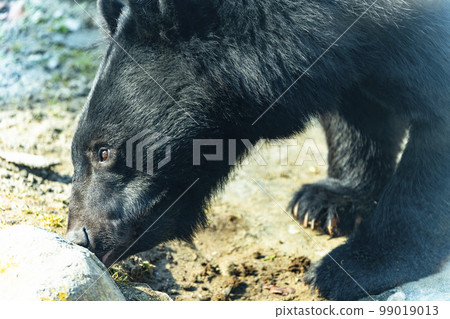 Zoo scenery, Asian black bear, Sendai City, Miyagi Prefecture 99019013