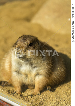 Landscape of the zoo Prairie Dog Sendai City, Miyagi Prefecture 99019014