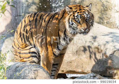 仙台市蘇門答臘虎太白區動物園風景 仙台市蘇門答臘虎太白區動物園風景 99019034