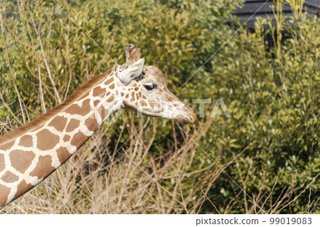 Zoo scenery Amime Kirin Sendai City, Miyagi Prefecture 99019083