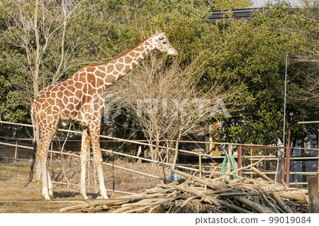 Zoo scenery Amime Kirin Sendai City, Miyagi Prefecture 99019084