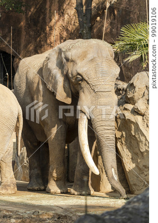 動物園風景非洲象宮城縣仙台市 99019106
