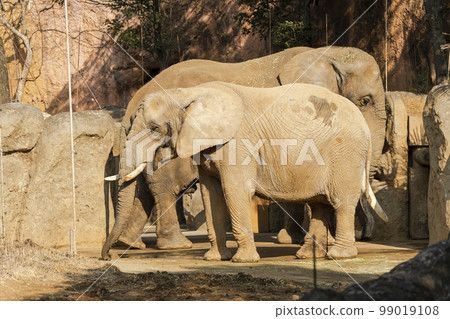 Zoo scenery African elephant Sendai City, Miyagi Prefecture 99019108
