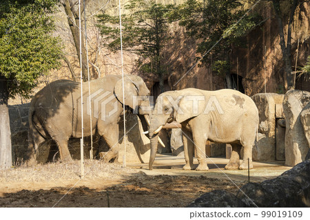 動物園風景非洲象宮城縣仙台市 動物園風景非洲象宮城縣仙台市 99019109