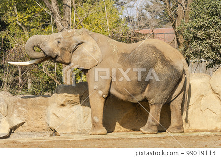 動物園風景非洲象宮城縣仙台市 99019113