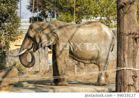 動物園風景非洲象宮城縣仙台市 動物園風景非洲象宮城縣仙台市 99019117