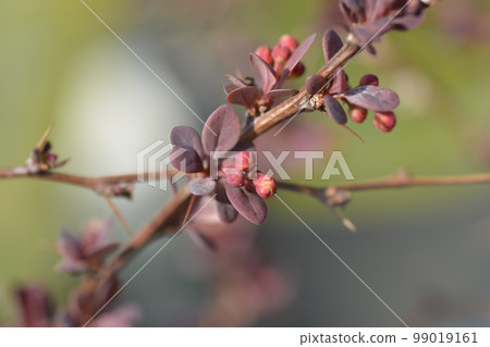 Japanese barberry Rose Glow Japanese barberry Rose Glow 99019161