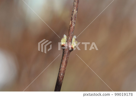 Fuzzy deutzia Pride of Rochester 99019178