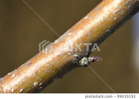 Common mountain ash 99019191