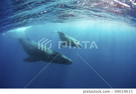 Humpback whale parent and child, Okinawa, whale swim.1 99019615