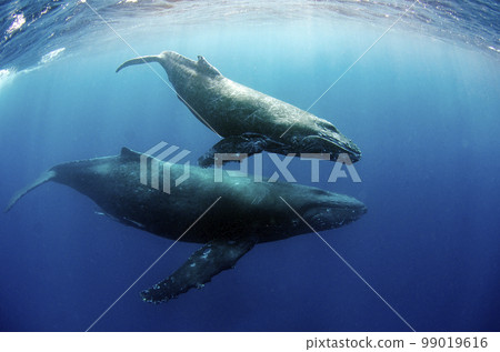 Humpback whale parent and child, Okinawa, whale swim.2 99019616
