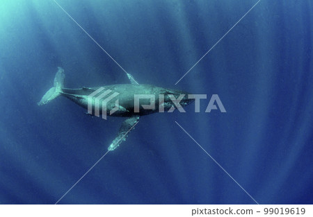 Humpback whale parent and child, Okinawa, whale swim.4 99019619