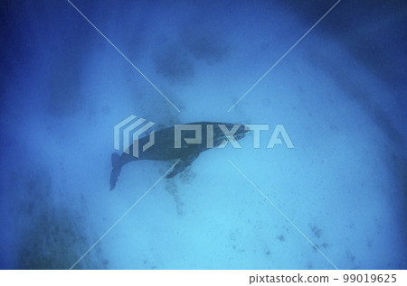 Humpback whale・Okinawa・Whale swim.9 99019625