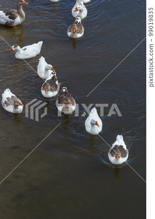 Domestic geese swim in the river. A flock of domestic geese on the river on a hot sunny summer day Domestic geese swim in the river. A flock of domestic geese on the river on a hot sunny summer day 99019835