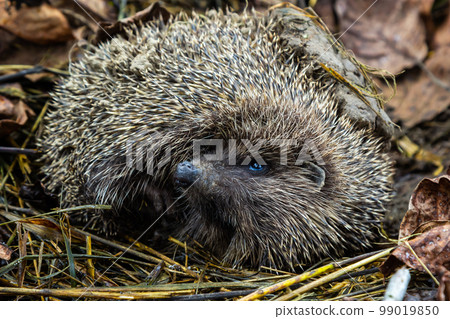 A native, wild European hedgehog curled up in an autumn leaf. Up close 99019850