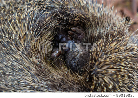 A native, wild European hedgehog curled up in an autumn leaf. Up close 99019853