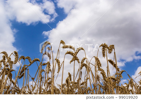 Field wheat in period harvest on background cloudy sky Field wheat in period harvest on background cloudy sky 99019920