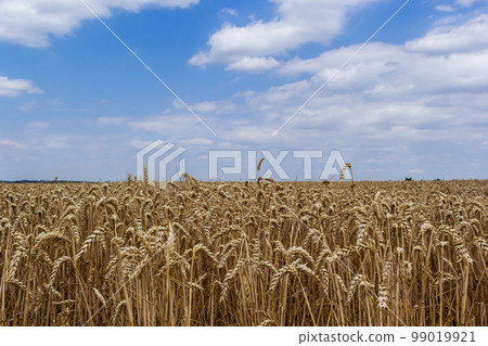 Field wheat in period harvest on background cloudy sky Field wheat in period harvest on background cloudy sky 99019921