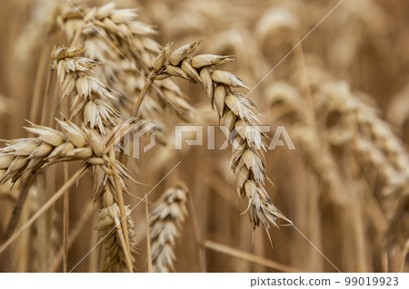 Rural scenery. Background of ripening ears of wheat field and sunlight. Crops field. Selective focus. Field landscape 99019923