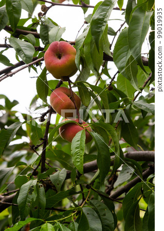 Branches with donut peaches and green leaves. Peach tree Branches with donut peaches and green leaves. Peach tree 99019935