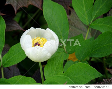 Yamazakiyaku 99020438