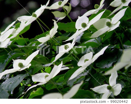 山茱萸斜 山茱萸斜 99020442