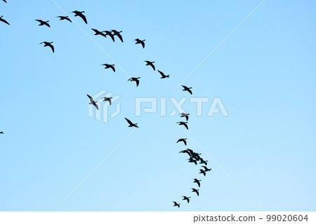 Formation flight of Magan 99020604