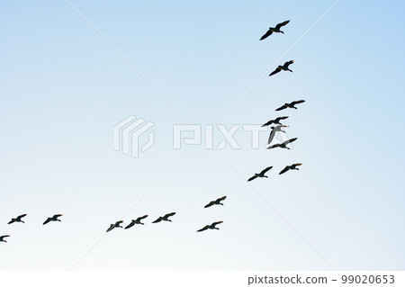 Formation flight of Magan Formation flight of Magan 99020653