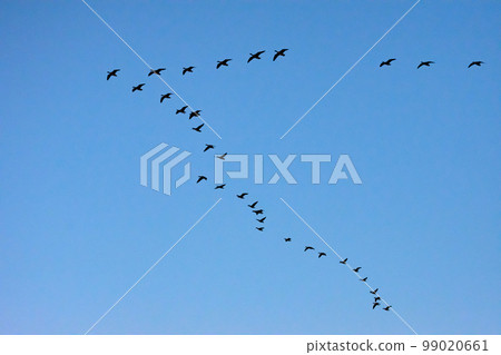Formation flight of Magan 99020661
