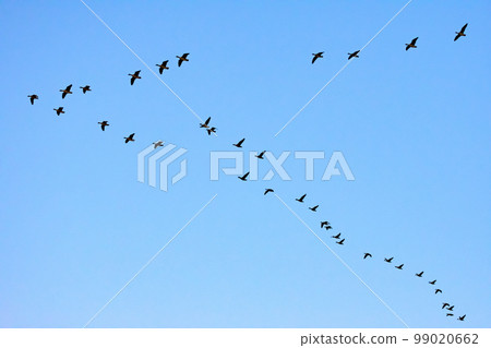 Formation flight of Magan 99020662