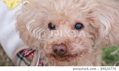 狗001 99020776