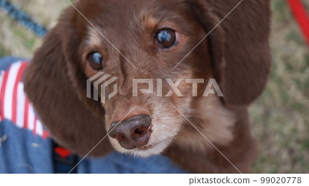 Dog 002 Dog 002 99020778