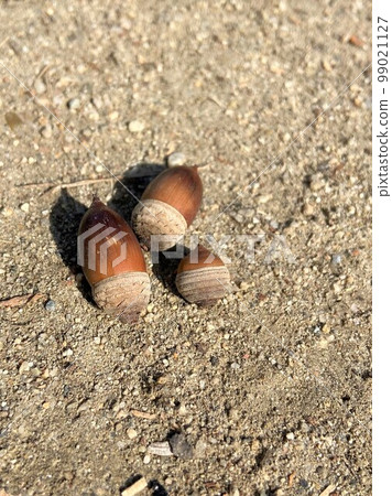Acorn 99021127