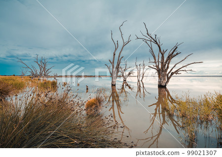 Lake Bonney dead trees 99021307
