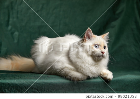 Fluffy playful white cat on a gray background Looks up and sideways Fluffy playful white cat on a gray background Looks up and sideways 99021358