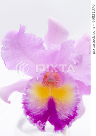 Cattleya February Birth Flower Pink Celebration Cattleya February Birth Flower Pink Celebration 99021370