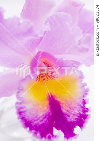 Cattleya February Birth Flower Pink Celebration 99021374
